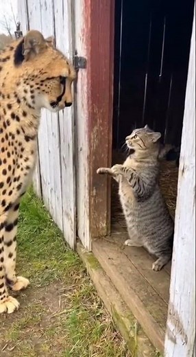 What Happens When a Cat Meets a Cheetah?