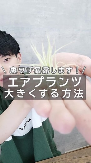 エアプランツの管理方法と育て方 | 超初心者向けガイド