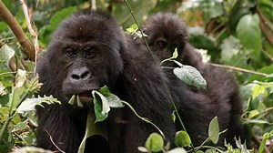 Gorilla