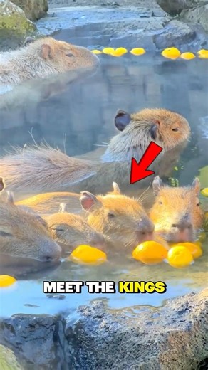 Ultimate Zen: Japan’s Hot Spring Capybaras #japan #japaneseculture #japantechnology