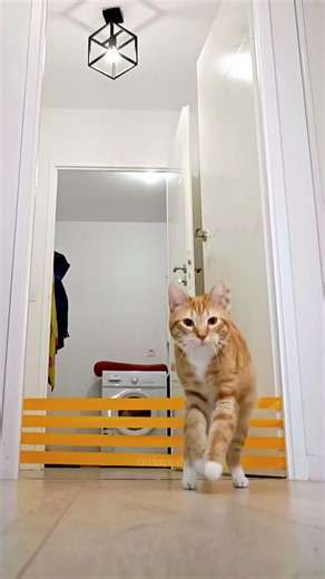 This cat can jump very high 🐱❤️