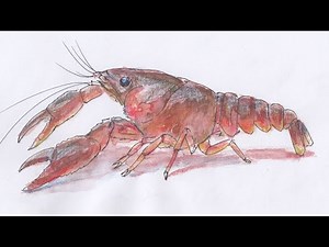 【アメリカザリガニ・動物】水彩色鉛筆とペンのイラストの描き方
