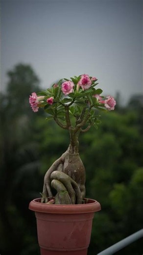 7 Multi-Grafted Carnations Blooming Together 🌸😍 #Shorts
