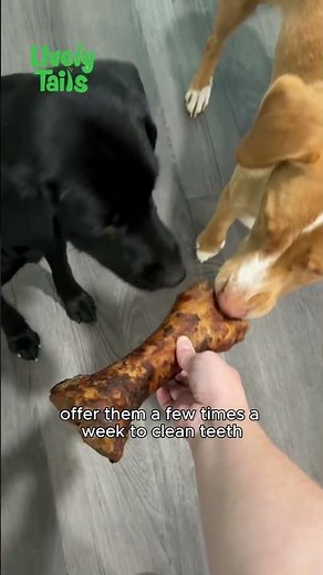 How Often Should You Give Your Dog Treats or Chews? | Safe Treat Tips for Pet Owners