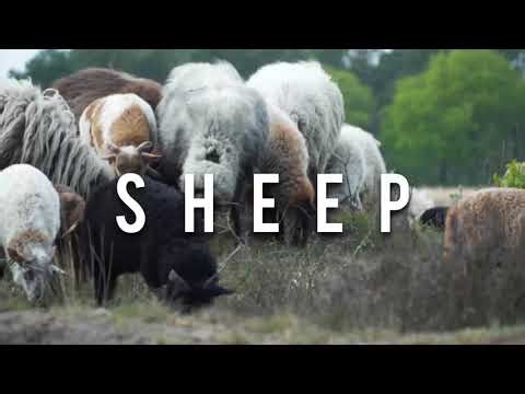 Sheep Sounds & What sounds does a sheep make