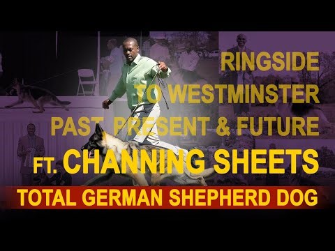 Judging the German Shepherd at Westminster: Breed Truth with Channing Sheets & Abhai Kaul