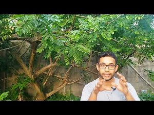 Air layering! | How we clone fruit trees | Gardening in Trinidad and Tobago