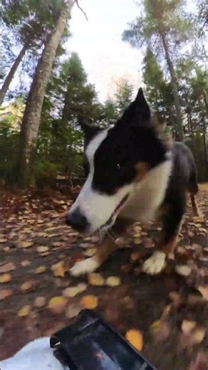 Dog Chases RC Car With Mounted 360 Camera #traxxas #rc #360 #dog