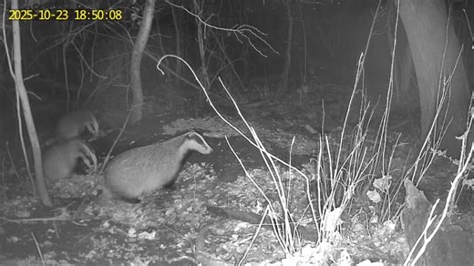 Although we had a wee laugh at their expense, it is normal for badgers to be on the large size this time of year , although badgers don't hibernate, they do become less active in the winter and can spend days in their setts , some claim weeks . So right now they are at their heaviest, come spring they will be at their lightest. . I will put side by side pictures up later.. . | Motherwell District Wildlife Protection
