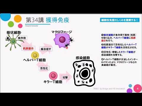 【高校講座 生物基礎】第34講「獲得免疫」