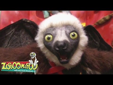 Zoboo Gets Wings! | Zoboomafoo - WildBrain | Full Episode Compilation