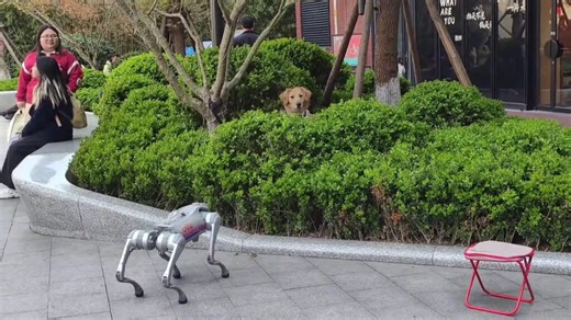Golden retriever hides after seeing robot dog for first time