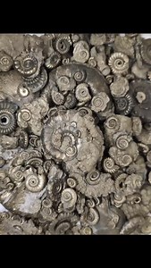 Pyrite ammonites are quite often a first find for many visiting Charmouth beach. Washed from the fossil rich shales that makes up a good proportion of the cliffs here. They were certainly what made me interested in fossil hunting as a child :) Although I've moved on to bigger rocks now, I still collect a few on a beach walk, each bringing a little moment of joy. The beach can be quite fickle with these ammonites, each tide changes the beach. In turn some days they can be everywhere and other day