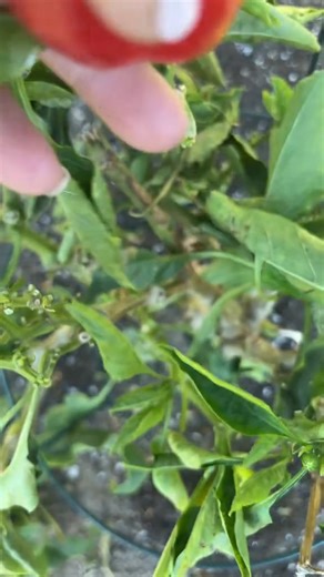 3.8K views · 131 reactions | Come make a harvest basket for our friends with me! Just don’t look at my nails I really need a manicure #lovemylife #garden #gardentok #gardening #thankful #happy #gardenharvest #zone9b #fyp #organic #thankyou | Very good gardening | Facebook