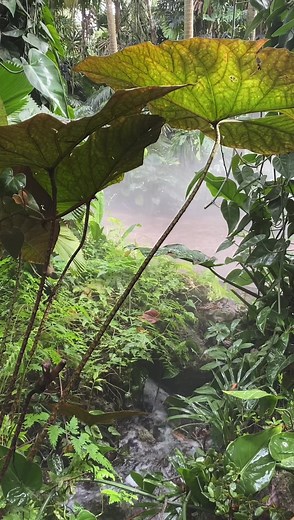 Journey through the cool mist of the rainforest and the incredible array of plants that grow in this type of habitat💚 | Fairchild Tropical Botanic Garden