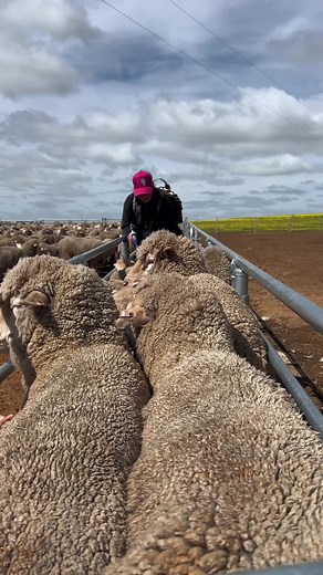 Caring for Sheep: Feeding Tips and Techniques