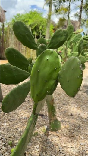 El nopal que muchos no usan y puede ayudarle 🌵