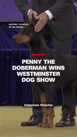 Penny the Doberman Pinscher was named Best in Show at the 2026 Westminster Kennel Club Dog Show on Tuesday. It marked the fifth time a Doberman has taken the top prize at Westminster, and the first time since 1989. | CNN
