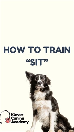 SIT 🐶✨ One of the most basic and important commands to teach your dog! There are two effective ways to teach sit: ➡️ Food lure – guide your dog into position using a treat and reward once they sit ➡️ Molding – gently place your dog into the sitting position and reward after In both methods, reward generously and consistently repeat the command “sit” so your dog clearly associates the word with the behavior 🧠✨ Lastly, always end the exercise with a release cue like “free dog” to let your dog kn