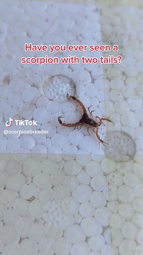 Have you ever seen a scorpion with two tails?