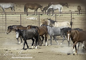 BLM tour of “Off-Range” Wild Horse Feedlot in Bruneau, Idaho