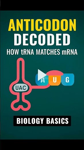 Anticodon Decoded, How tRNA Matches mRNA | Biology Basics #tRNAExplained #GeneticCode #BiologyBasics