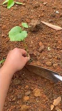 Planting Asiatic pennywort plants Tutorial #agriculture #farming #shorts