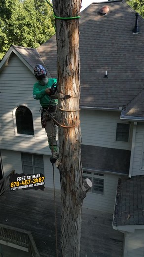 Jireh Tree Services on Instagram: "‍♂️Tree Service, in Alpharetta, GA ️Call us right now and get a #freeestimate ☎️(678) 457-3487 {GA} ☎️(706) 496-9237 {SC} ✅Fully Insured ✅licensed . . . #treeservice #TreeServiceProfessionals #treeservicenearme #treeservicecompany #treeworker #treeremoval #treeremovalexperts #treeremovalservice #arboristsofinstagram #usareels #Georgia #southcarolina #working"