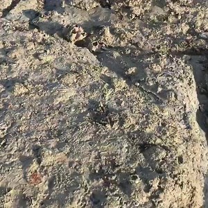 6K views · 175 reactions | Walking with dinosaurs Deadly60 Live | Steve Backshall | Facebook