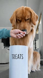 I gave my dog nothing and he still ate