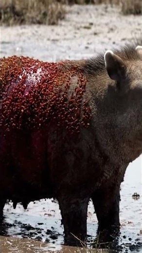 🔊 WARNING: The Sound of an Animal Being Eaten Alive #nature #horror #warning #sadstatus