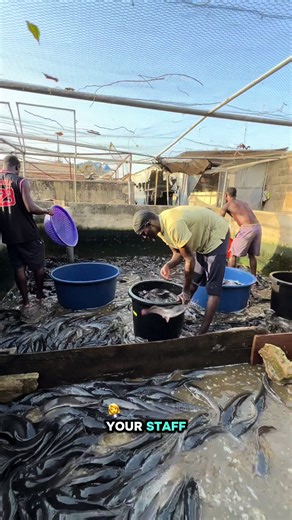 Urban Farming: Exploring Aquaculture and Catfish Techniques