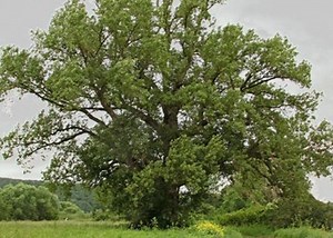 Une association distribue des plants pour réintroduire le peuplier noir dans l'Orne