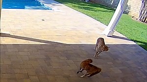 Indoor cat bravely confronts bobcat in Valencia, California
