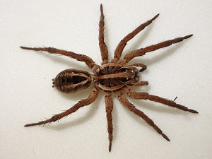 Wolf Spiders