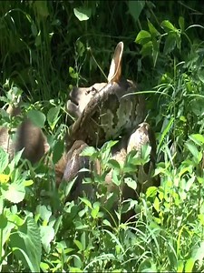 Python hunting deer | Viral C