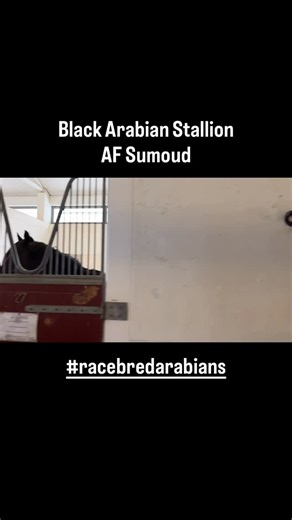 A more recent example of an Arabian racehorse that was registered black was AF Sumoud. Bred and raced in the UAE by @khalidkjn and trained by @ernstuae, the 2017 black stallion (AF Al Buraq x So In Love) was a sprinter and raced from 2020 to 2023. #racebredarabians @welovearabianhorses @arabianhorseassoc | Arabian Jockey Club