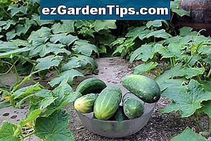 Kako gojiti kurkumo 🌱 Nasveti Vrtnarji - Sl.ezGardenTips.com