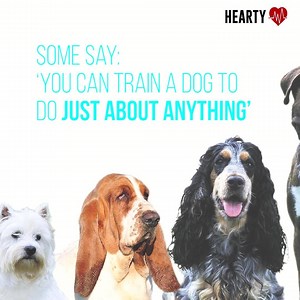 12K views · 43 reactions | Cardiac alert dog saves owner's life. ~...