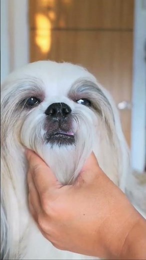 Everything about the Shih Tzu in 60 seconds 🐶✨ #shorts #dogs