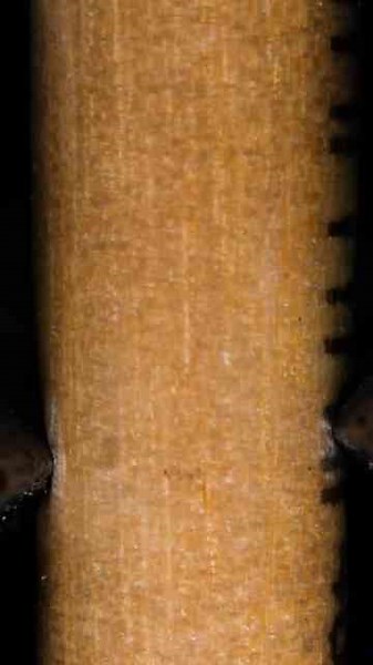 Zoom In: The Magic of Hyper-Realistic Detail with a Micro Pencil