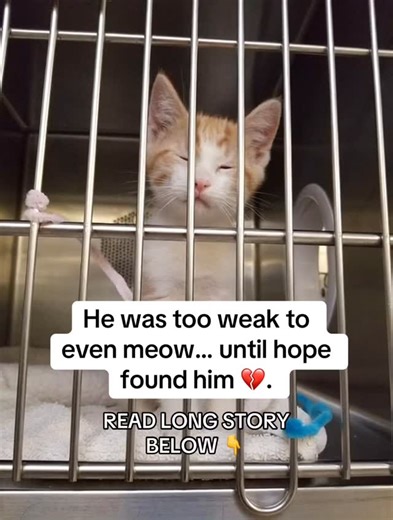 Paws.healthyus on Instagram: "He was found curled up in the corner of his cage — eyes barely open, too weak to even meow. 💔 When volunteers passed by, he didn’t move. Just a tiny chest rising slowly, fighting for one more breath. They named him Sunny, because they hoped one day he’d shine again. ☀️ The vet said he was malnourished, dehydrated, and full of infection. “He’s shutting down,” she whispered. “We’ll have to rebuild him slowly.” So they began — tiny syringes of food, warm towels, and s