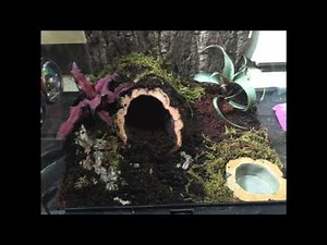 NATURAL SETUP FOR BRACHYPELMA SMITHI