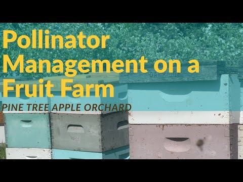 Pollinator management on a fruit farm: Pine Tree Apple Orchard