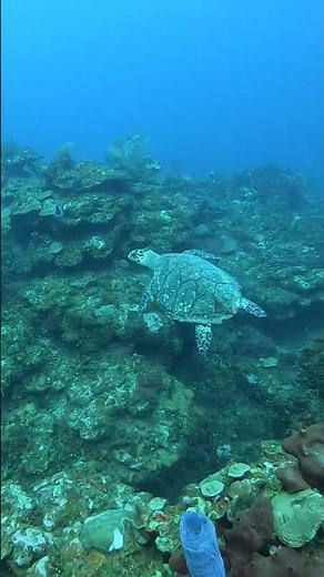 big SEA TURTLE! *Underwater footage*