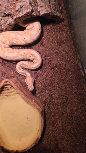 Tuto Python Regius BallPython RoyalPython soon #awesome #quebec #terrarium #cute