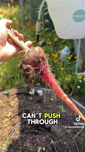 Stop Growing Deformed Carrots: Do THIS Instead!