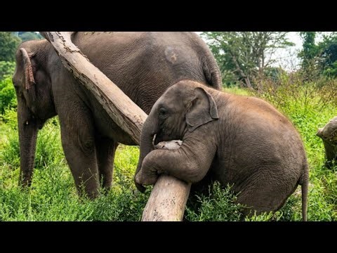 This Cute Baby Elephant Thought She Could Climb This Tree