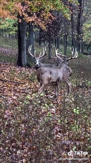 Samsons Mountain on TikTok