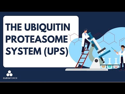 The Ubiquitin-Proteasome System (UPS)​